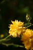 Ranunkelstrauch (Kerria japonica)