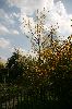 Eschenahorn (Acer negundo)