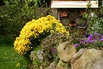 Trockenmauer mit Steinkraut (Alyssum)