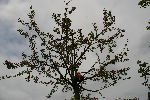 Skirsche  (Schwarze Knorpel) (Prunus)