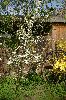 Schlehe (Prunus spinosa