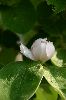 Apfelquitte (Cydonia oblonga)