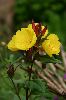 Nachtkerze (Oenothera fruticosa)